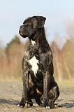CANE CORSO 819